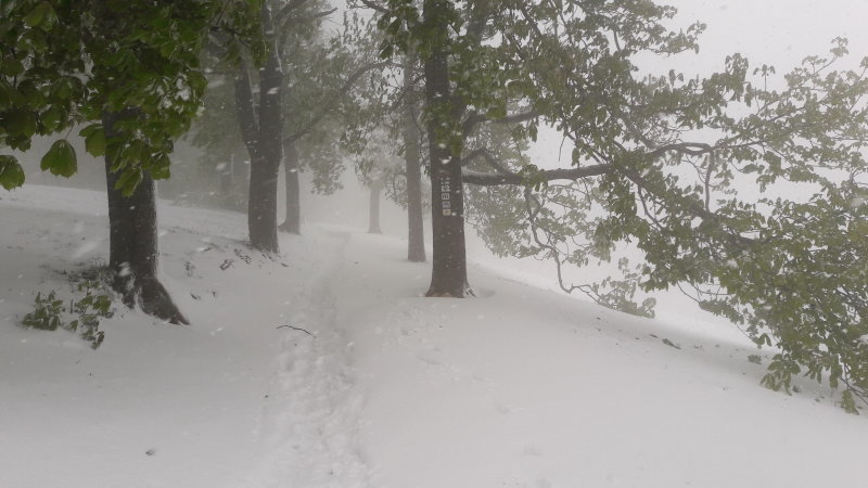 A Normafán közel 20 cm hó esett, sífutó nyomot is fektettek tegnap | Fotó: Normafa Park