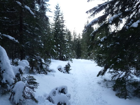 az erdőben több hó volt