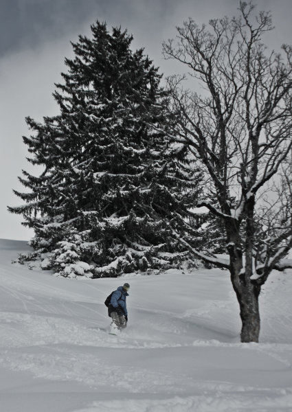 Magányos fa és snowboardos - Kattints a képre a nagyításhoz