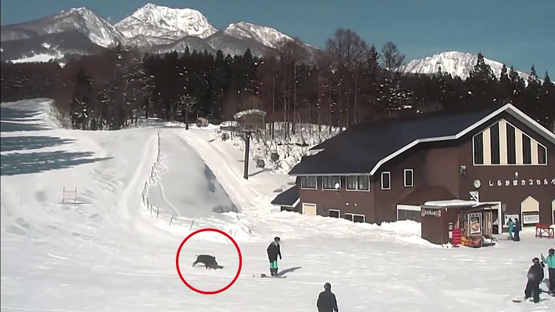 Vaddisznó támadt snowboardosokra egy japán síterepen