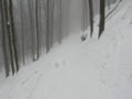 2009.02.27 Dobogókő - erdei sípálya