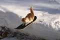 Snowboardozó macska - ilyet láttál már?