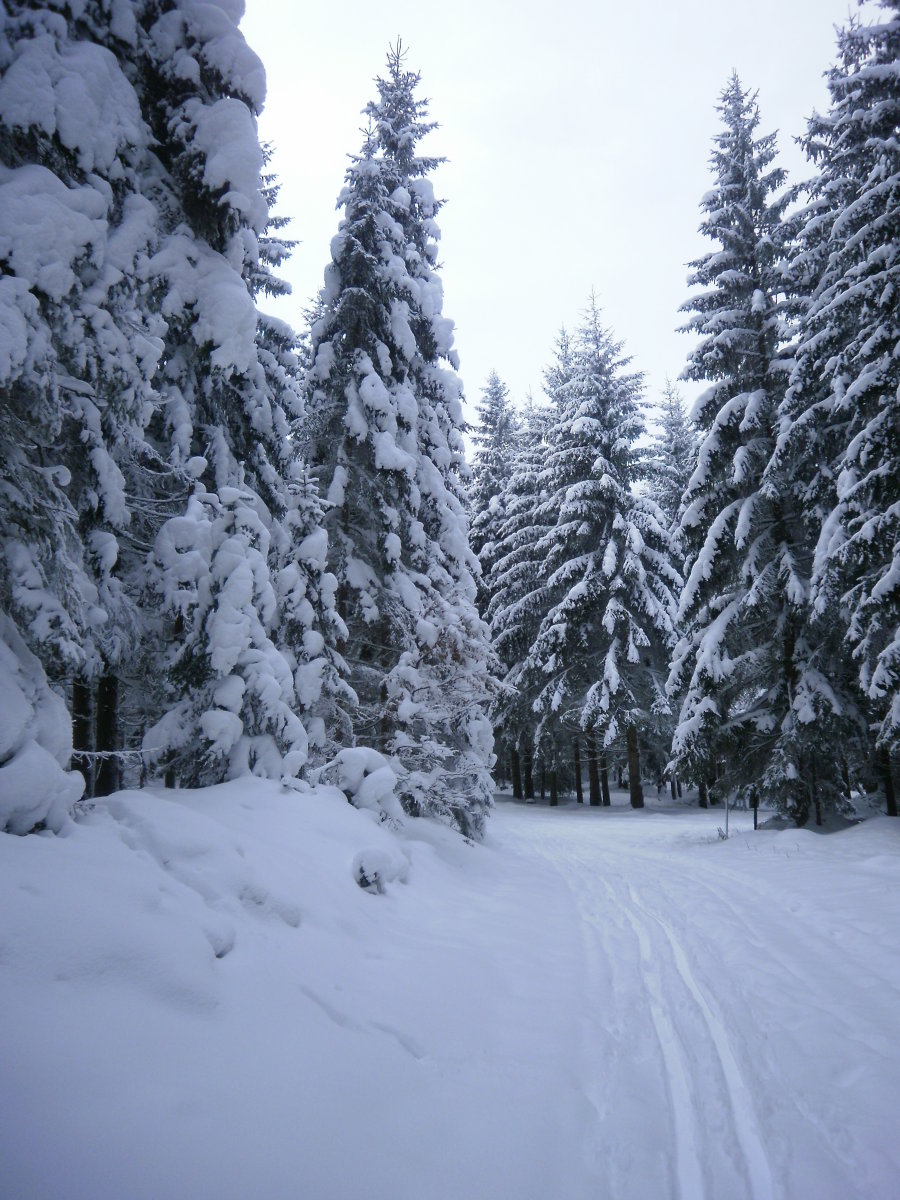 2010-jan.Wald-am-Schoberpass-304.jpg