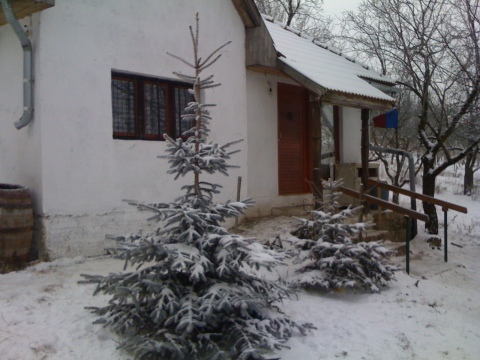 IMG-1386.JPG