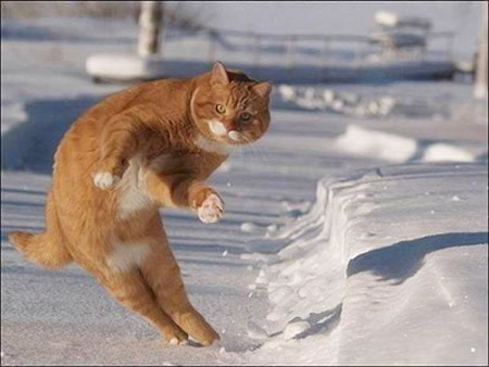 funny-cat-ski.jpg