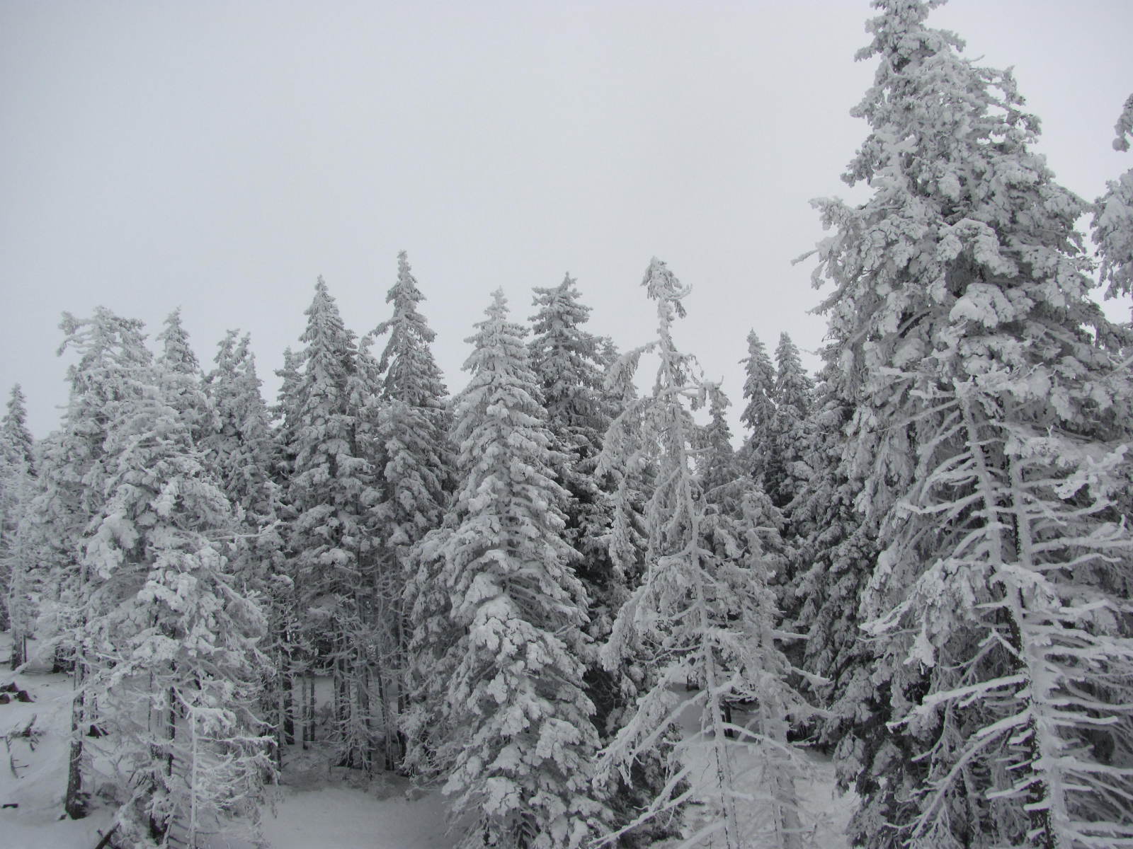 2014.01.25-Semmering-Stuhleck-IMG-1069.JPG