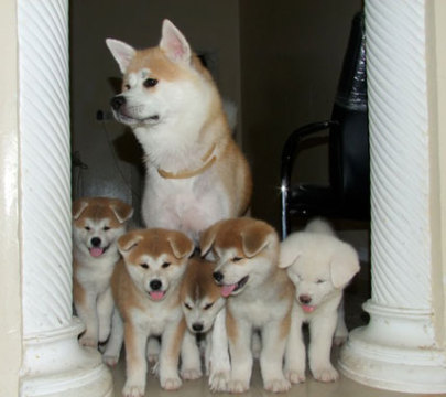 akita-puppies-for1.jpg