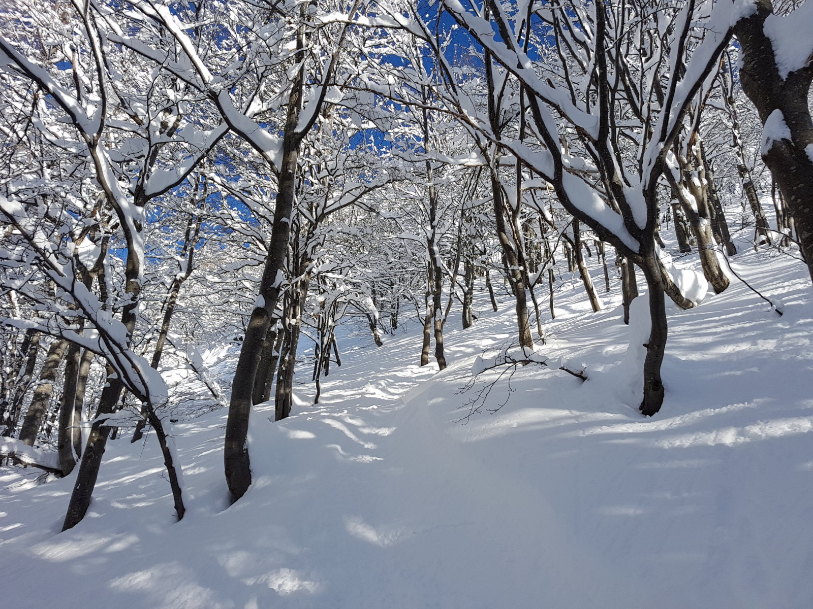 Lomboserdő-freeride