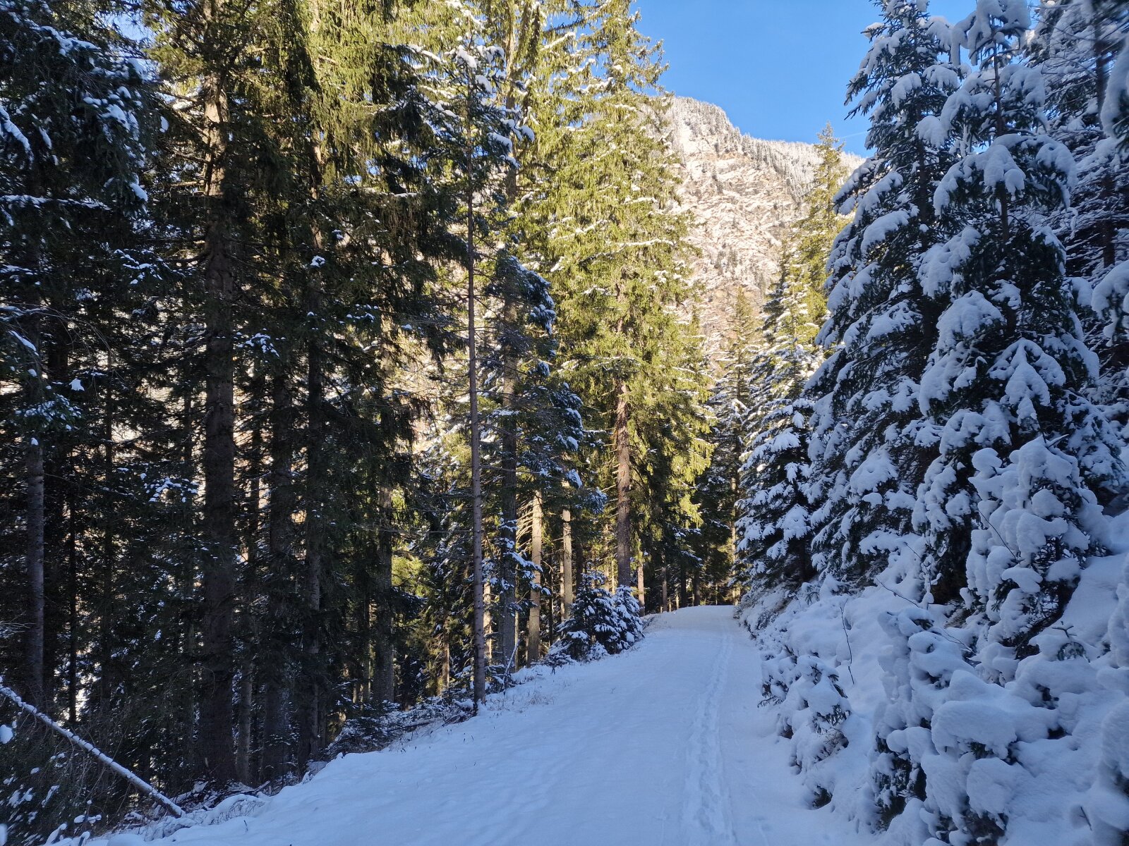 Erdei út 1300m-en. A hó kevés de a fókázáshoz és a hangulathoz elég.