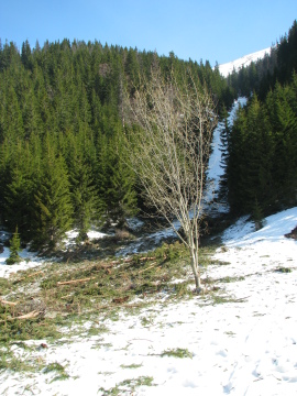 Lavina nyoma. A hó már elolvadt, csak a kidöntött fák láthatóak.