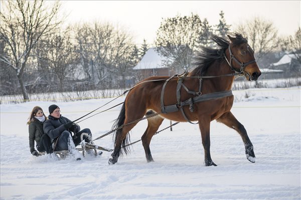 Lóval vontatja a szánkót két fiatal egy havas mezőn Debrecen közelében 2014. január 26-án. MTI Fotó: Czeglédi Zsolt
