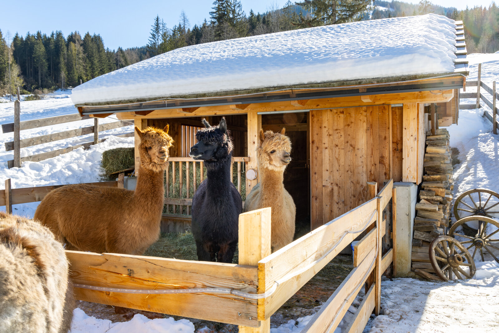 Kirchheimer-Hof-Lamas.jpg