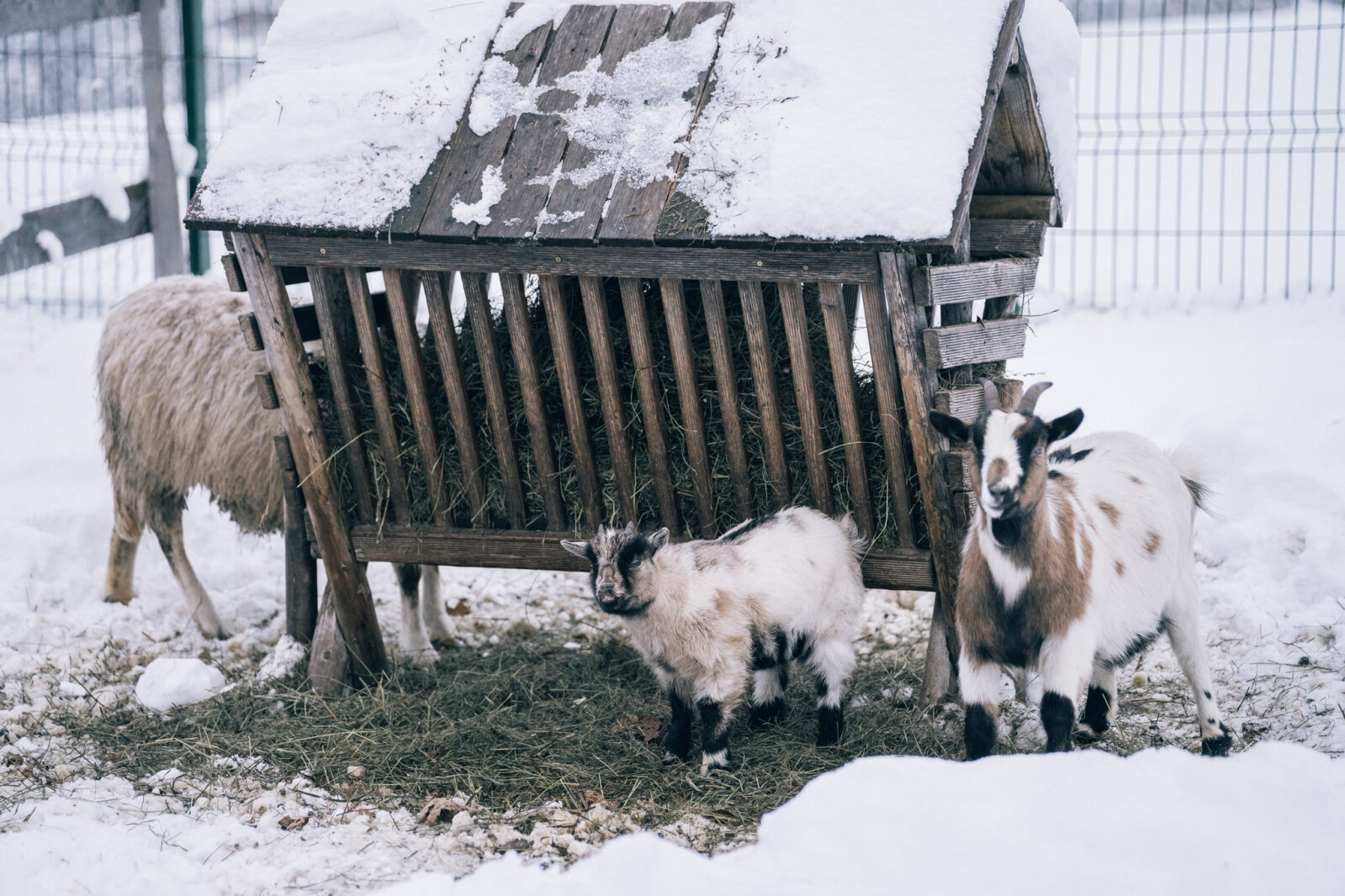 Minibauernhof-Winter-by-gert-perauer.jpg