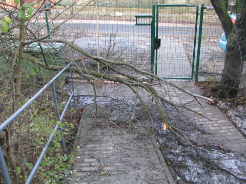 Leszakadt faág zárja el a bejárat egy részét