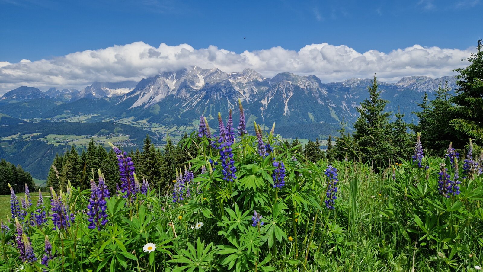Alpesi virágoskert, háttérben a Dachstein vonulata