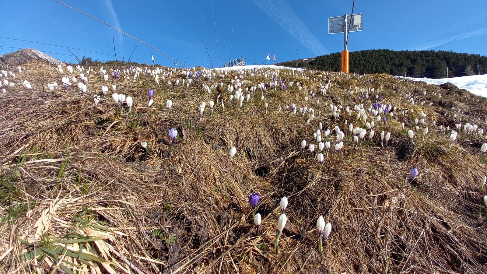 "Mégy nyílnak a völgyben a kerti virágok", vagy inkább már nyílnak
