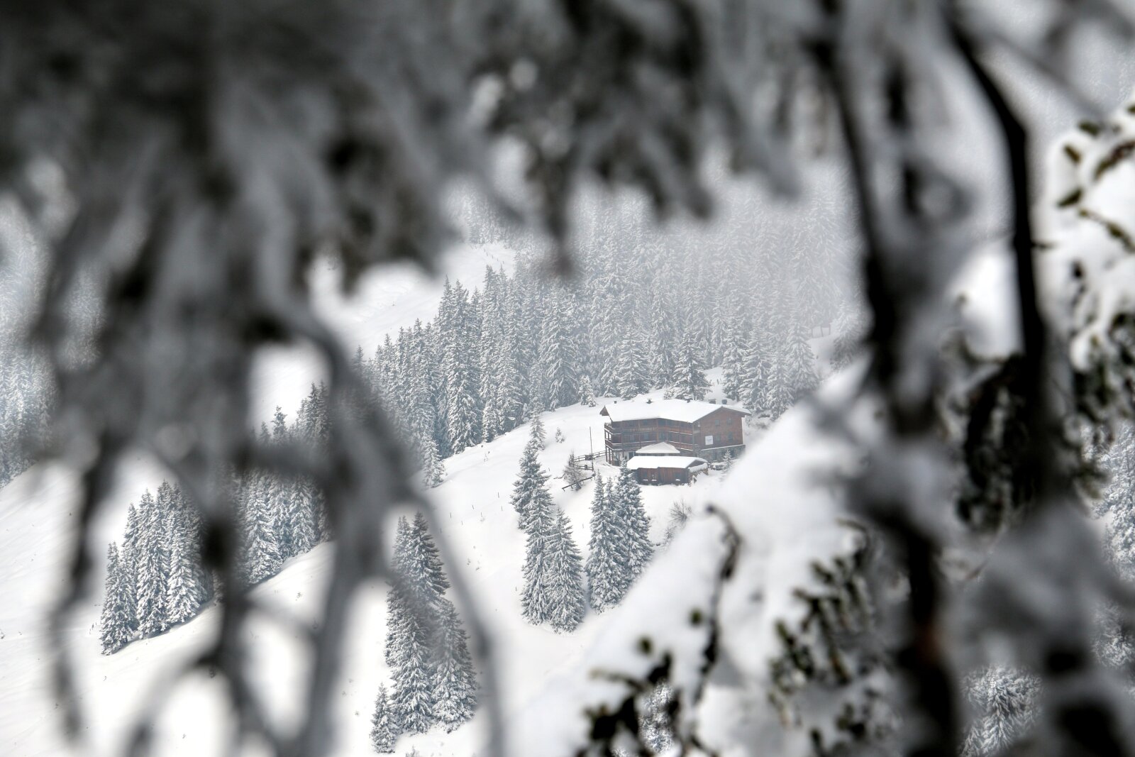 Fenyőfák közt: Pinzgauer Hütte