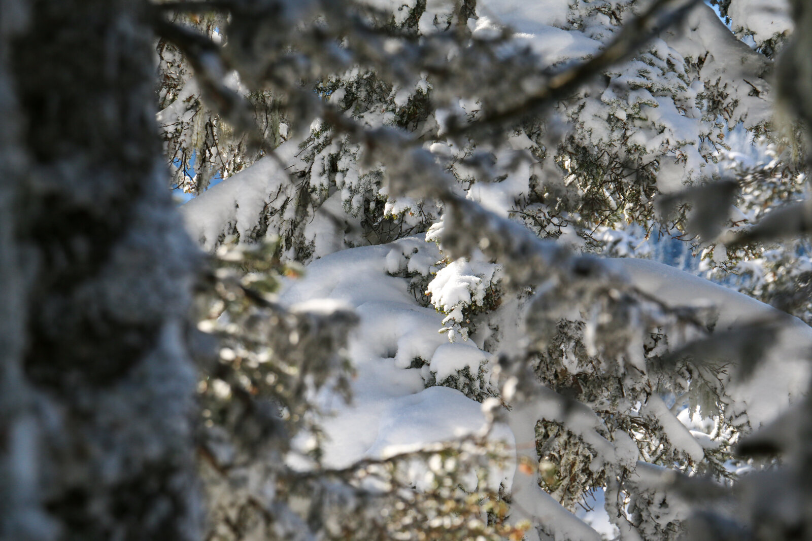 A meseerdő kellős közepén