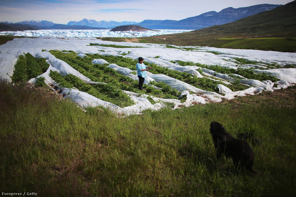 Paradicsomültetvény Grönlandon