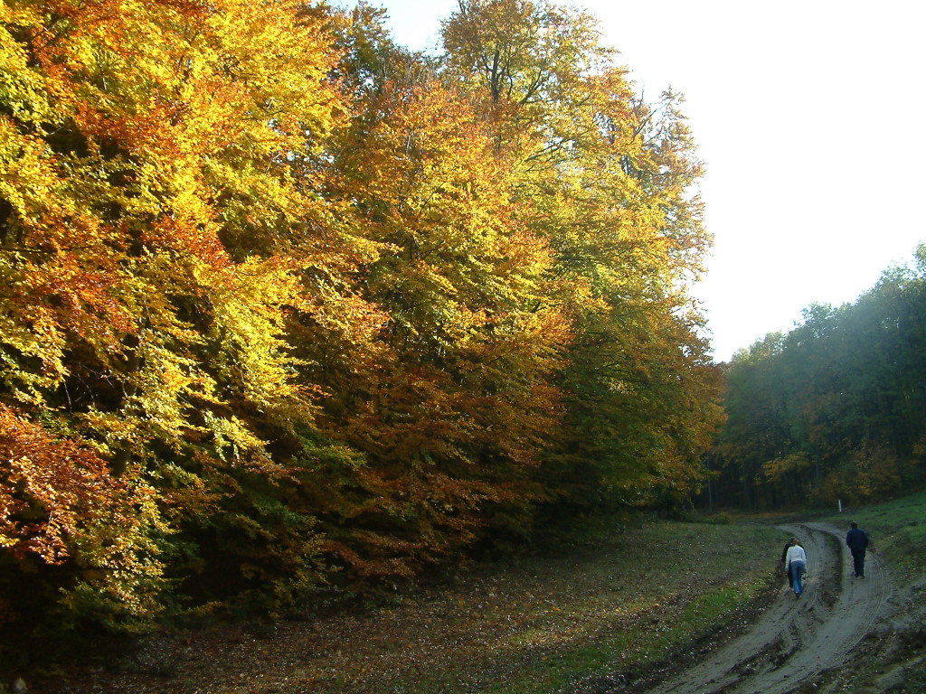 DSCF1464.jpg