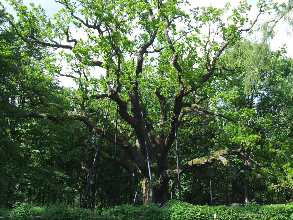 A Bartek tölgy