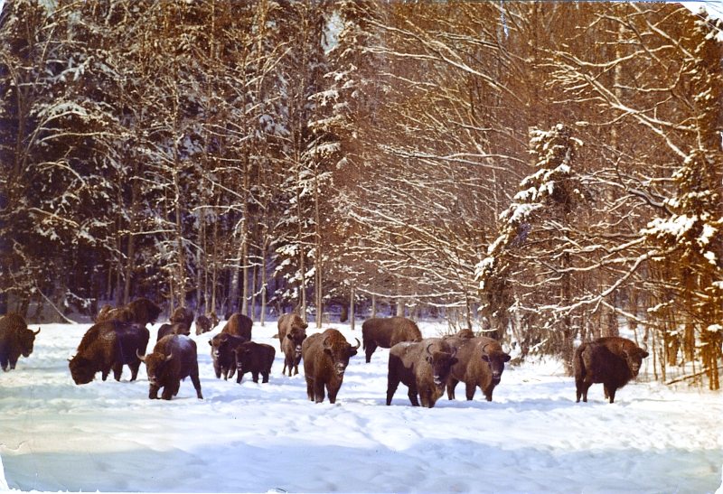 Biaowieski Nemzeti Park