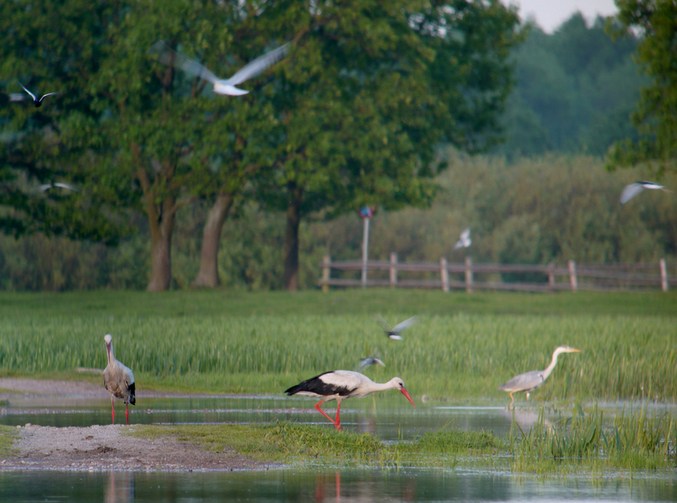 Biebrzaoski Nemzeti Park