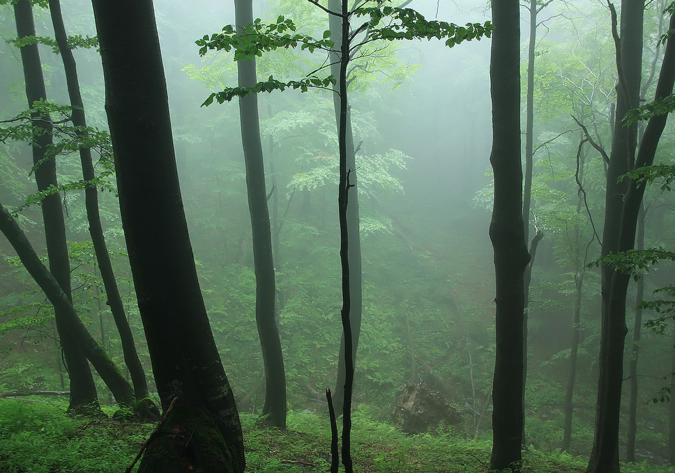 Bieszczadzki Nemzeti Park