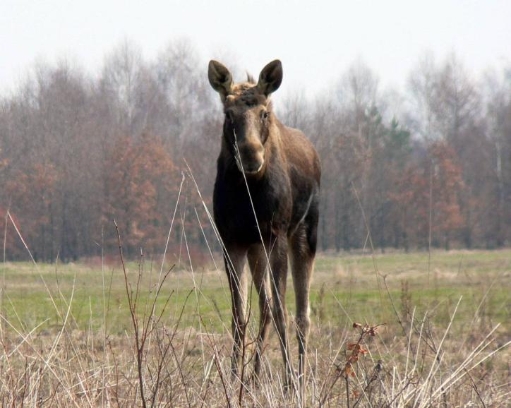 Jávorszarvas a Kampinoski Nemzeti Parkban