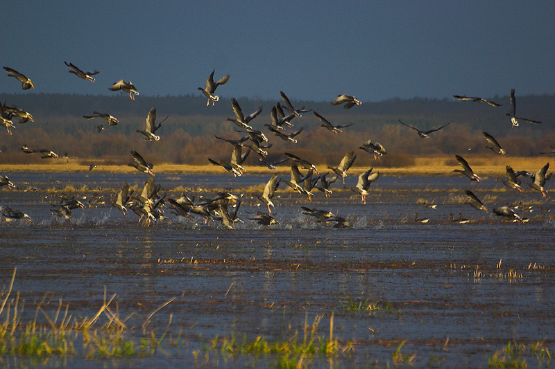 Ujście Warty Nemzeti Park