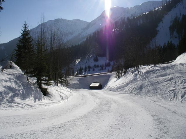 Niederalp013.jpg