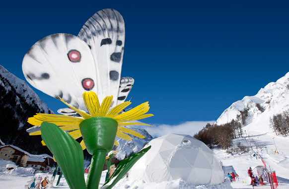 A svájci Samnaun az alpesi lepkéiről híres...