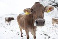 Szeptemberi havazás az osztrák Alpokban